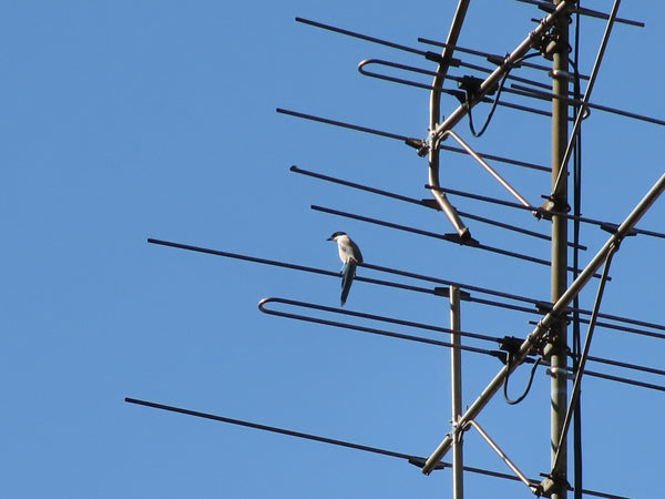 野鳥に呼ばれて -アーバンライフ編-